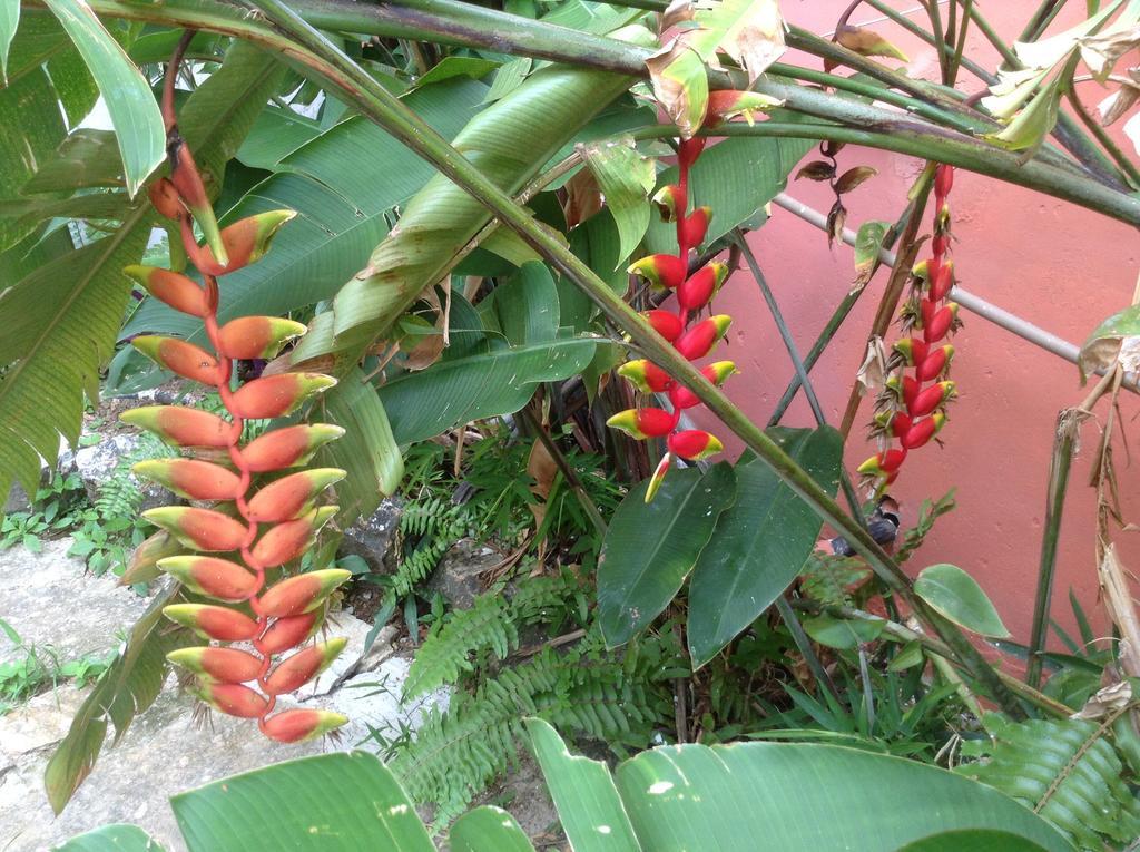 Red Arara Bed and Breakfast Salvador Esterno foto